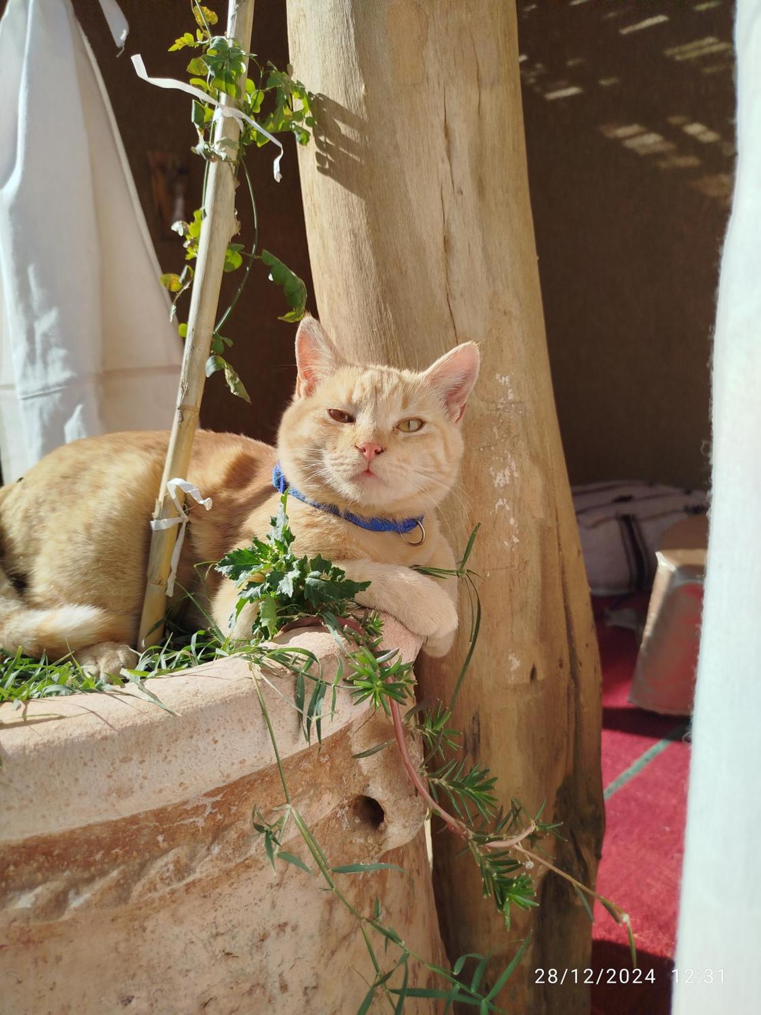 Dar Nomads Bed & Breakfast M'Hamid Bagian luar foto