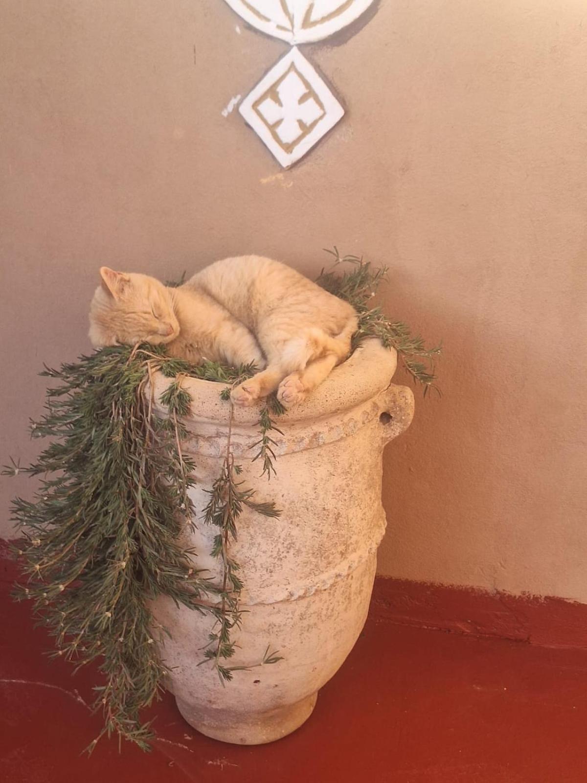 Dar Nomads Bed & Breakfast M'Hamid Bagian luar foto